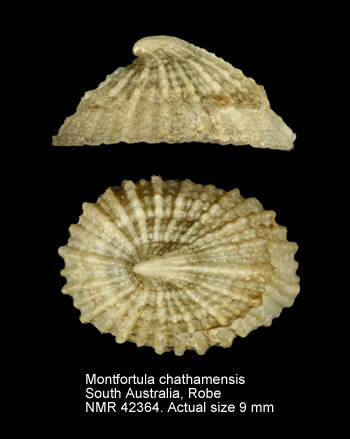 Montfortula chathamensis.jpg - Montfortula chathamensisFinlay,1928